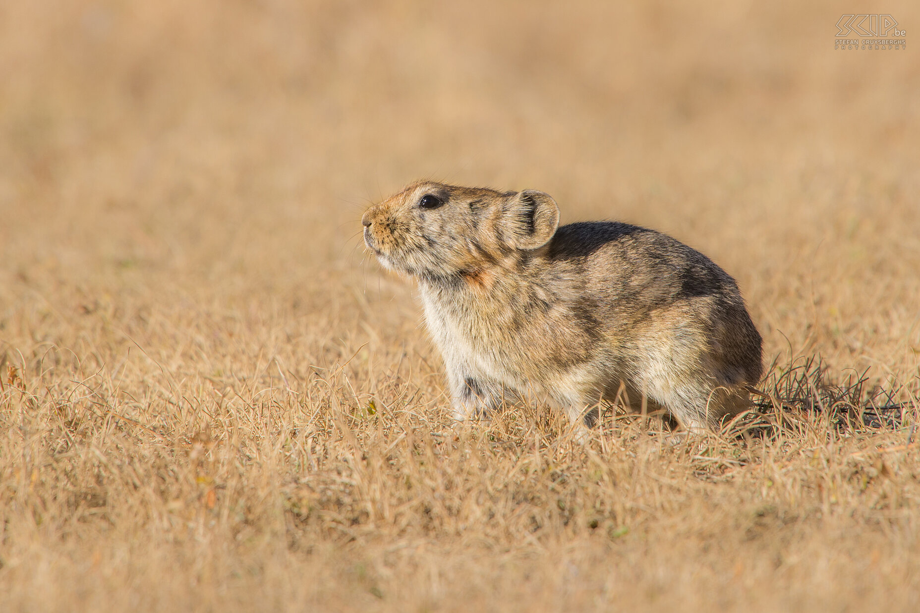 Gobi - Yolin Am - Pika In the Yolin Am canyon there are live a lot of small pikas. This pika (Ochotona princeps) is gathering food for the winter. Stefan Cruysberghs
